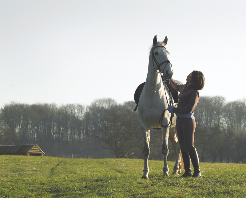 horse_in_field