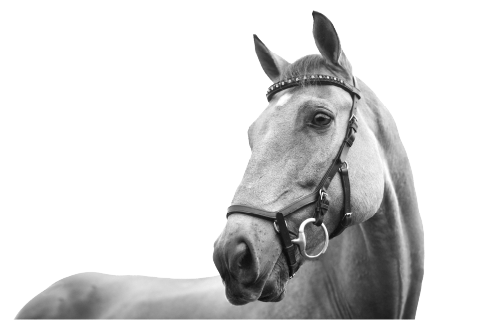 horse-img-cutout